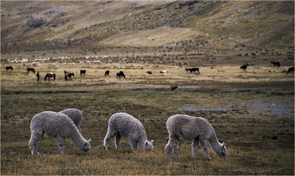 Peru 2005