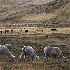 Peru 2005