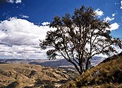 Pohled na Cordilleru Negra